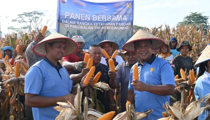 Dukung Ketahanan Pangan Nasional, Lanud Soewondo dan Petani Lokal Gelar Panen Bersama