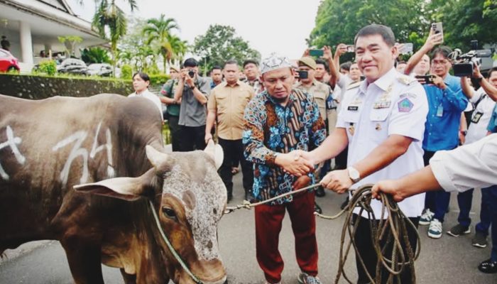Salurkan 66 Sapi Kurban Idul Adha, Gubernur Yulius: Tidak Ada Warna, Tidak Ada Diskriminasi!