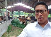 Demi Ketahanan Pangan, Kuota Dihapus, Indonesia Siap Impor 2 Juta Sapi Hidup, Peternak Lokal Tak Perlu Takut!