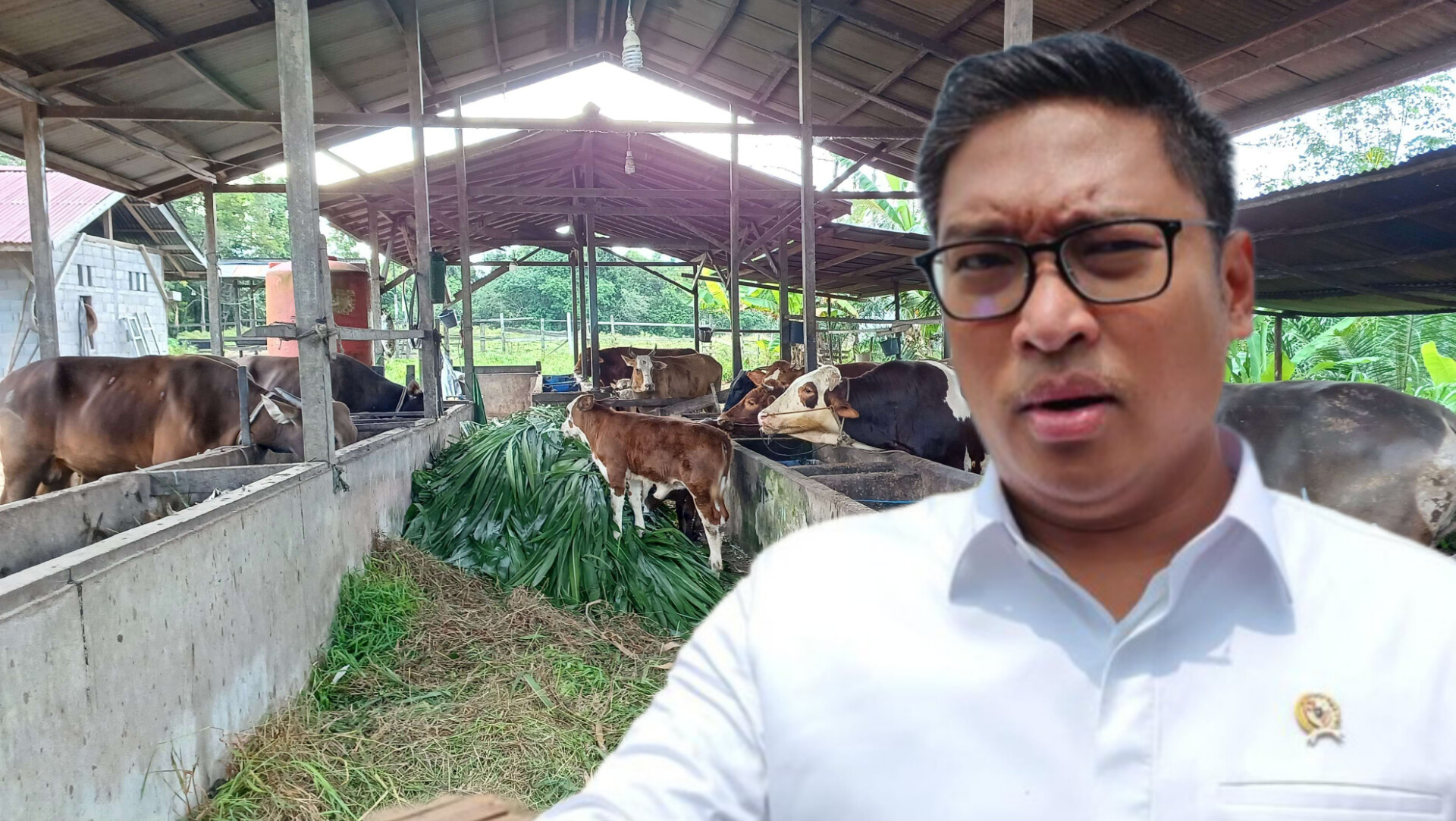 Peternak memberi pakan sapi perah di kandang modern, ilustrasi peningkatan populasi ternak nasional pasca penghapusan kuota impor.