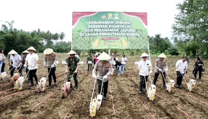 Dorong Swasembada Pangan, Polda Sulut dan 141 Kelompok Tani Tanam Jagung di 205 Hektare Lahan