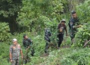 Kodim 0212/Tapanuli Selatan Bongkar Ladang Ganja Tiga Hektare, 30.000 Batang Dimusnahkan di Mandailing Natal