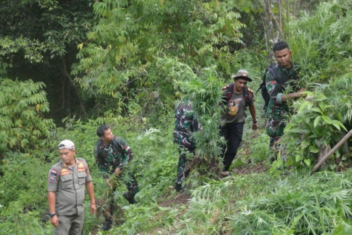 Aparat gabungan Kodim 0212/Tapanuli Selatan dan kepolisian memusnahkan ladang ganja seluas tiga hektare di kawasan perbukitan Mandailing Natal.