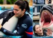 Kisah Pelatih Lumba-lumba Tewas Diserang Orca di Media Sosial Ternyata Palsu