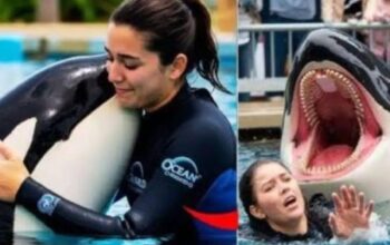 Ilustrasi pelatih lumba-lumba, klaim tewas diserang orca di media sosial ternyata hoaks, sumber fakta menyatakan insiden tersebut palsu.