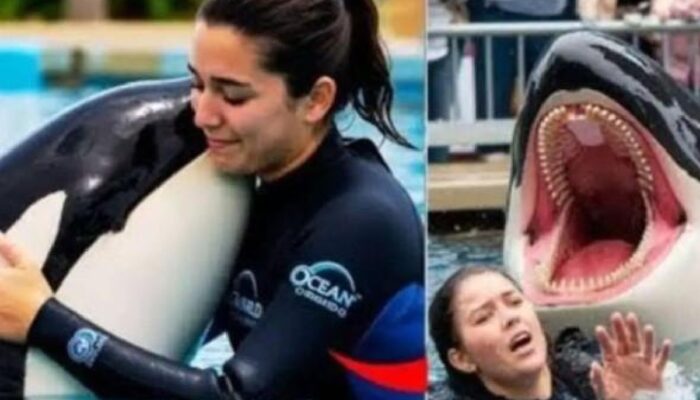 Kisah Pelatih Lumba-lumba Tewas Diserang Orca di Media Sosial Ternyata Palsu