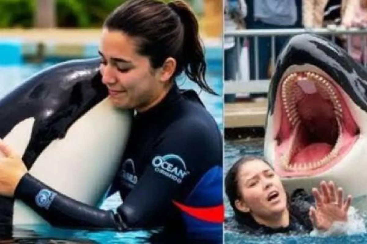 Ilustrasi pelatih lumba-lumba, klaim tewas diserang orca di media sosial ternyata hoaks, sumber fakta menyatakan insiden tersebut palsu.