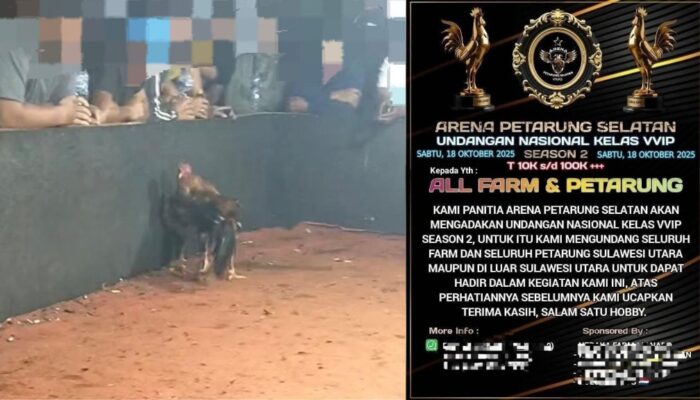 Arena Sabung Ayam Tareran Diduga Dilindungi Oknum Aparat, Taruhan Ratusan Juta Berjalan Mulus Tanpa Sentuhan Hukum
