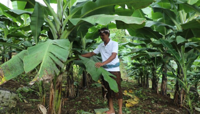 Sertipikasi Tanah Ulayat Asahduren Jadi Titik Balik Ekonomi Masyarakat Adat Jembrana