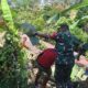 Babinsa Koramil Eris Sigap Evakuasi Rumah Tertimpa Pohon