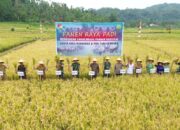Kodim Minahasa Panen Padi di Desa Tincep, Juga Pengobatan Gratis