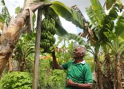 Kampung Reforma Agraria Baumata Mulai Tunjukkan Hasil, Warga Raup Penghasilan Baru dari Pisang Cavendish