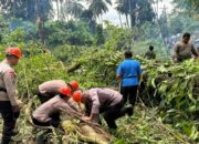 Brimob Polda Sulut Evakuasi Pohon Tumbang, Jalur Warembungan-Sea Sempat Lumpuh