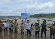 Dukung Ketahanan Pangan, Mayor Pasaka Turun Langsung Tanam Padi di Kakas Barat