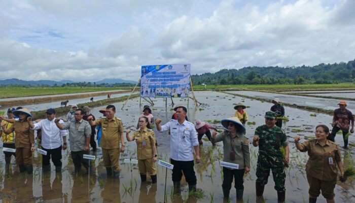 Dukung Ketahanan Pangan, Mayor Pasaka Turun Langsung Tanam Padi di Kakas Barat