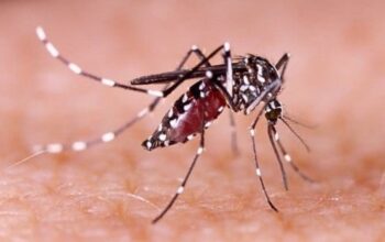 Kasus DBD Indonesia Tembus 30 Ribu, Penularan Meluas di 29 Provinsi