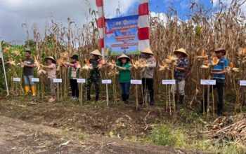 Polsek Kakas Dorong Ketahanan Pangan Lewat Panen Raya Jagung