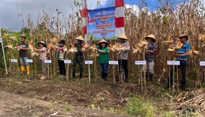 Polsek Kakas Dorong Ketahanan Pangan Lewat Panen Raya Jagung
